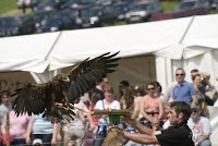 Birds of Prey Displays 373356 Image 4